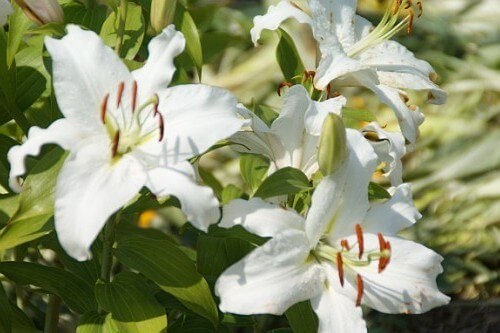 Zwölf weiße Lilien