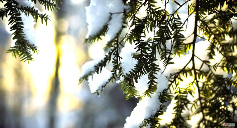 christmas-tree-needles-snow-sun-winter_1152x864_sc