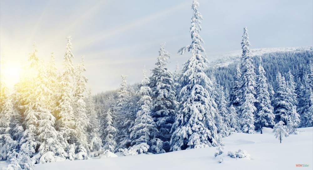 winter-snow-spruce-fir-trees-pine-trees-the-north-the-sun-sun-winter_1152x864_sc (1)