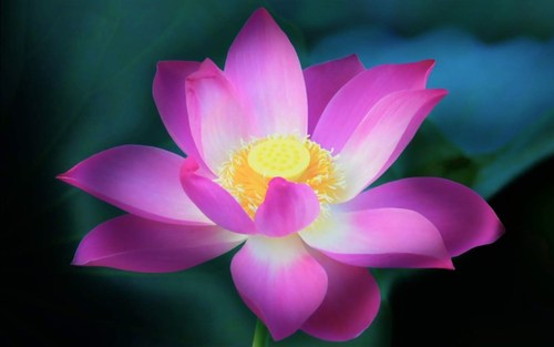 Die Blume der Geliebten Kwan Yin ist eine pink-lila Lotosblume